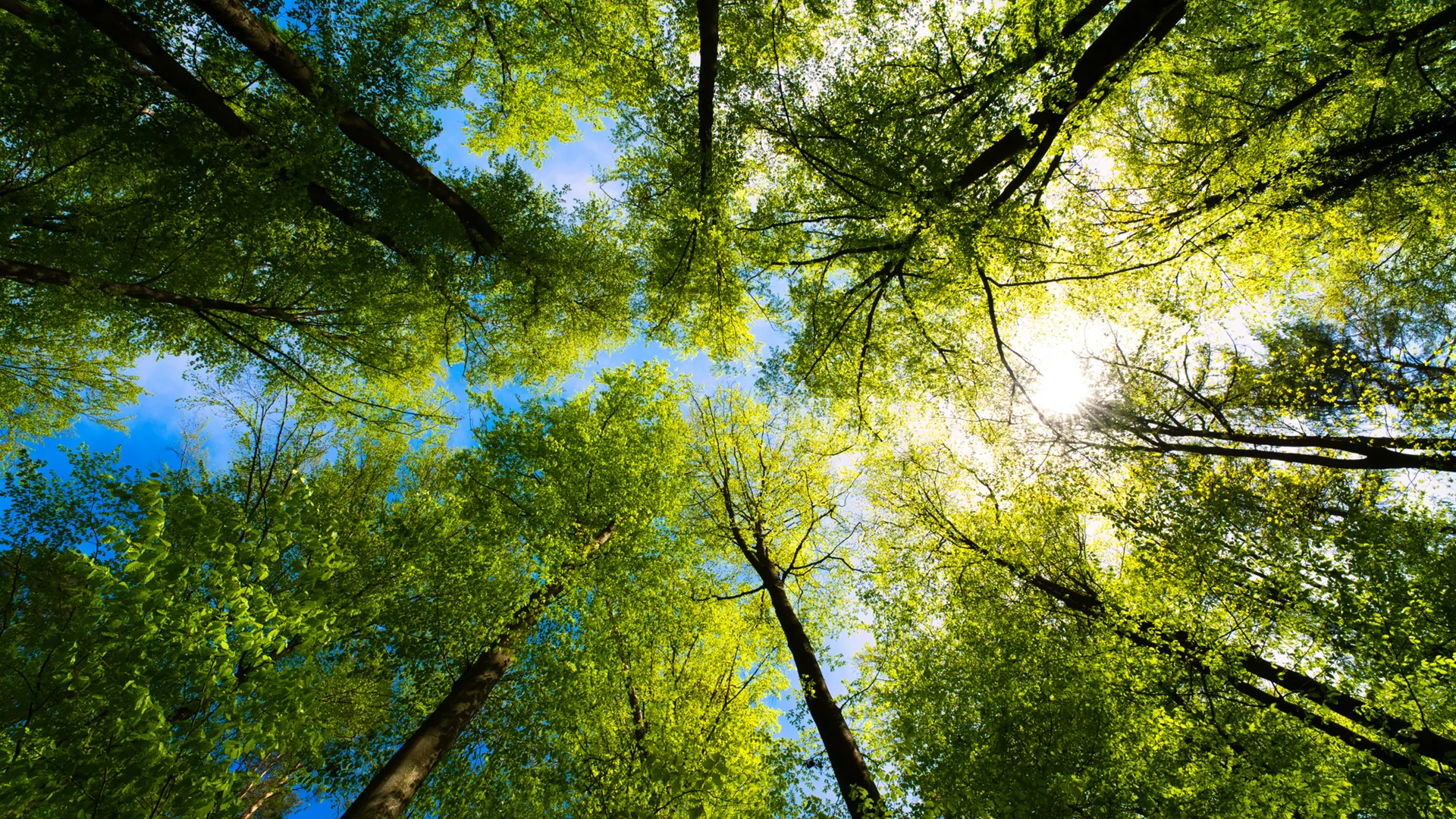 Impacto Ambiental