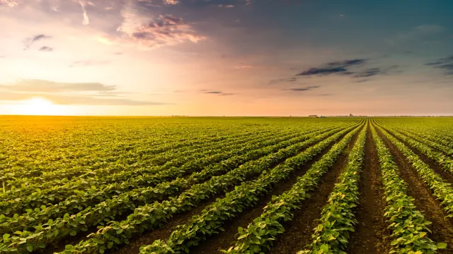 Foto de um campo de soja ao amanhecer