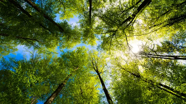 Natureza